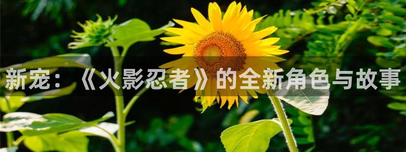 omofun动漫：新宠：《火影忍者》的全新角色与故事